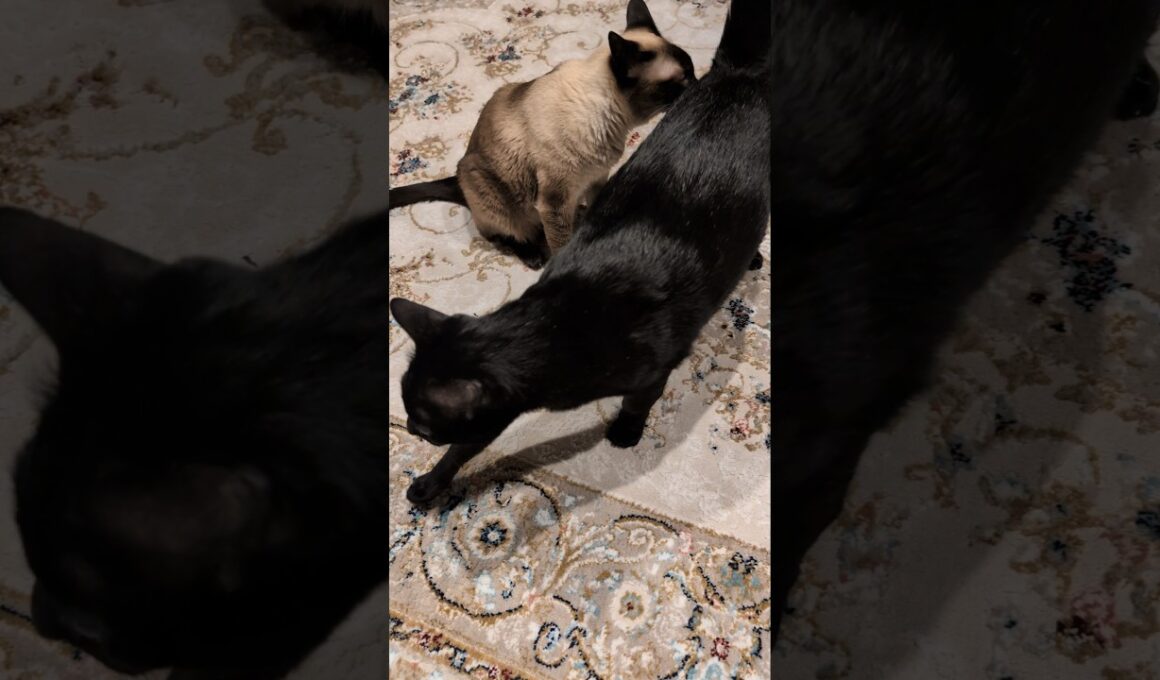 むせたシャム猫🐱 - Cats get a sniff of his butt - #shorts #cat