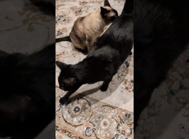 むせたシャム猫🐱 - Cats get a sniff of his butt - #shorts #cat