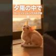 Warm Sunset with Cornish Rex Kitten 🌇 | コーニッシュレックス子猫とほっとする夕暮れ