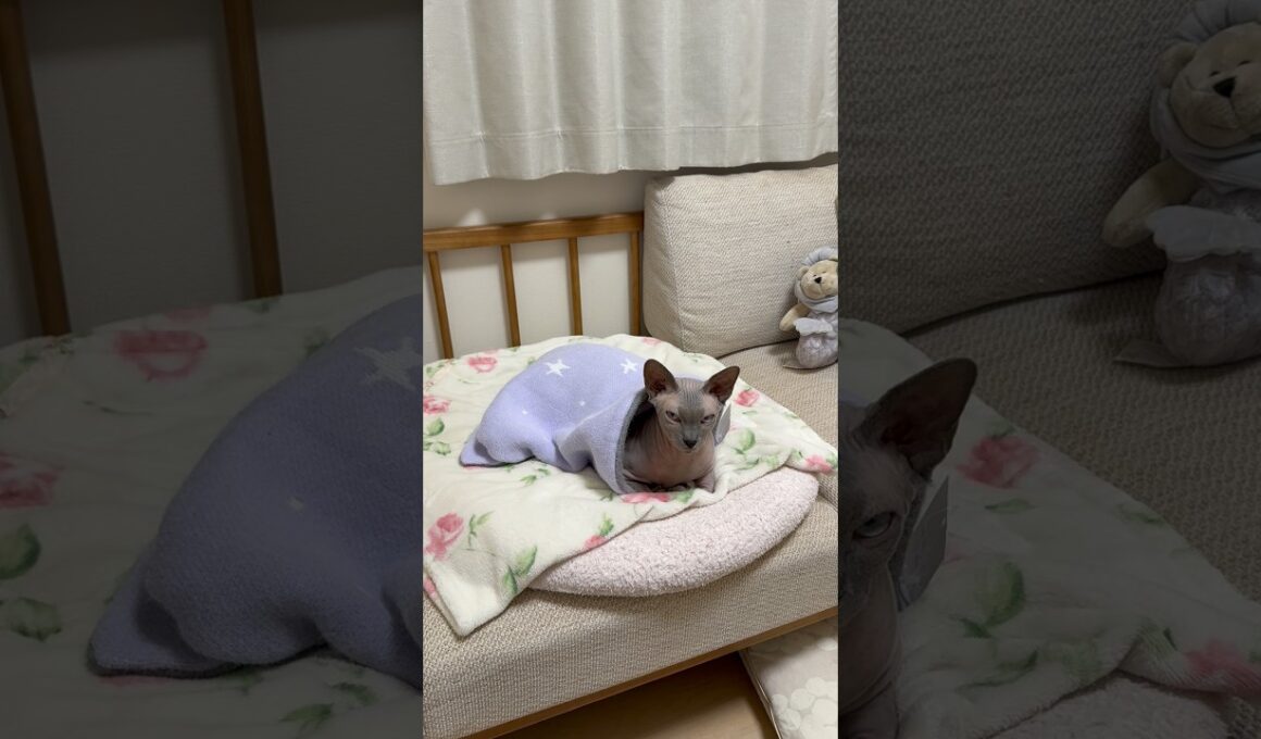 ママ！と鳴く猫スルタン、ママが振り向いたら寝落ちしそうになるw【スフィンクス】