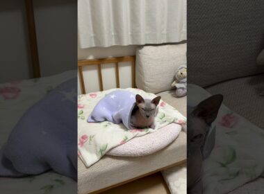 ママ！と鳴く猫スルタン、ママが振り向いたら寝落ちしそうになるw【スフィンクス】