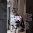 ｢あの～すいませ～ん｣#shorts  #cat アメショ #アメリカンショートヘアー #猫 #ねこ #猫のいる暮らし