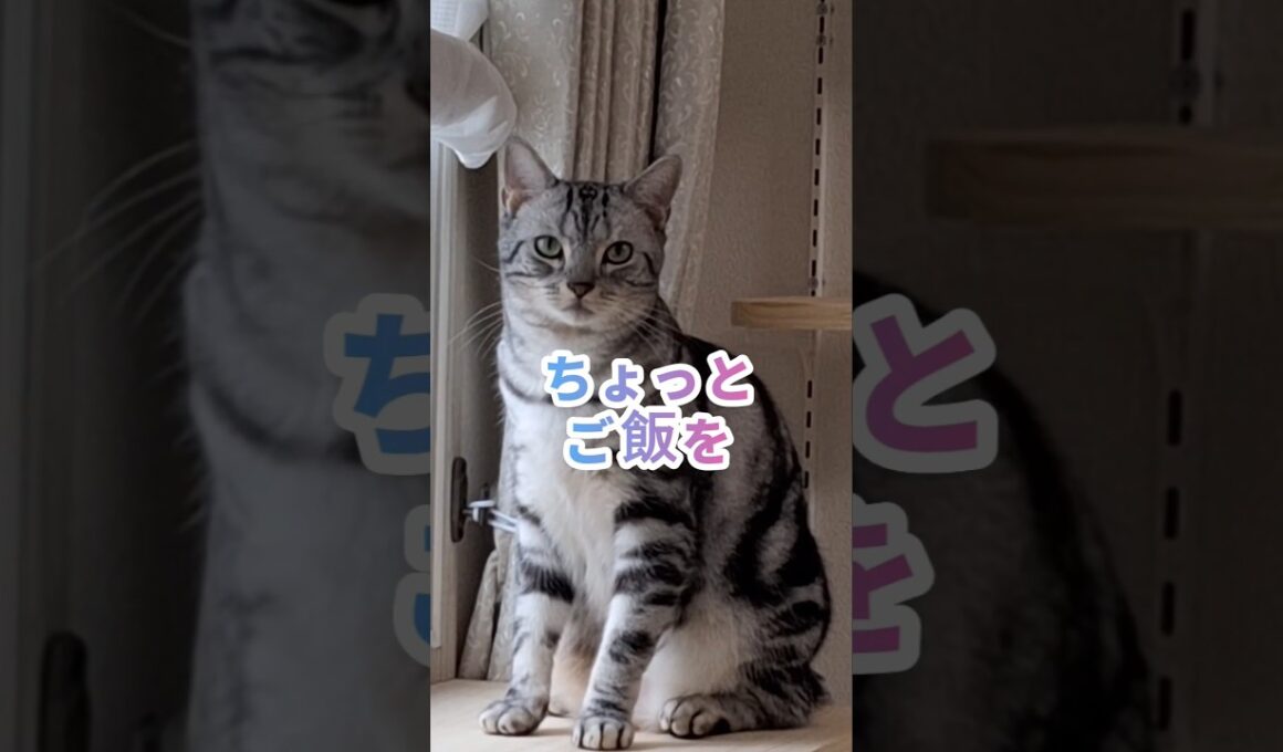 ｢あの～すいませ～ん｣#shorts  #cat アメショ #アメリカンショートヘアー #猫 #ねこ #猫のいる暮らし
