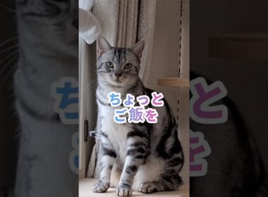 ｢あの～すいませ～ん｣#shorts  #cat アメショ #アメリカンショートヘアー #猫 #ねこ #猫のいる暮らし