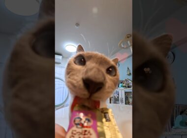 【猫ごはん】ぺろぺろ夢中→チラ見→ぺろぺろ…かわいすぎた😳💛  #猫ごはん #猫 #ウェットフード