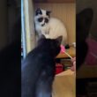 シャムの子ねこパンダくんに、ボール型のネコジャラシしてみたが、黒猫の黒夢が来て、援護