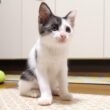 カワイイ鳴き声でママにご飯をおねだりした子猫がキャットタワーでとろけてしまう？【赤ちゃん猫　保護猫】