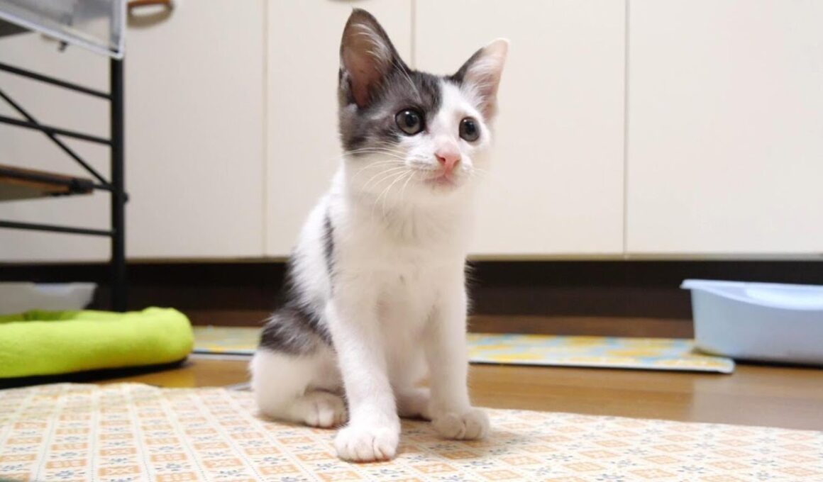 カワイイ鳴き声でママにご飯をおねだりした子猫がキャットタワーでとろけてしまう？【赤ちゃん猫　保護猫】