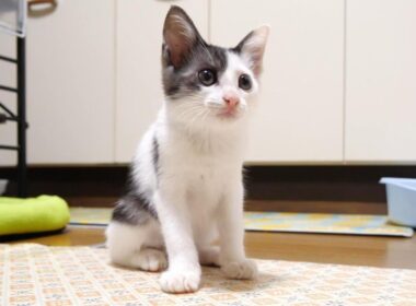 カワイイ鳴き声でママにご飯をおねだりした子猫がキャットタワーでとろけてしまう？【赤ちゃん猫　保護猫】