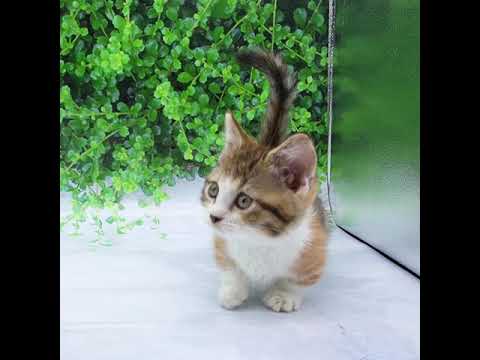 マンチカン（ブラウンパッチドタビーホワイト）の女の子（7/12生まれ）