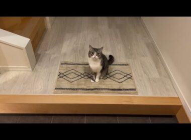 急遽、もち様を置いて実家に帰らなければいけなくなりました…