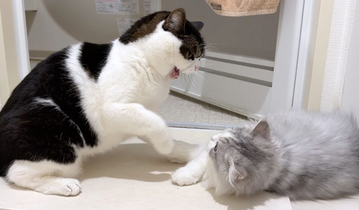 生まれて初めて兄猫に本気ギレされちゃった子猫がこうなった…涙