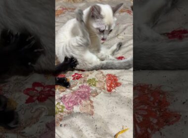 キジシロのルル「シャムの子ネコ雫ちゃん、小さくて、かわいいね」