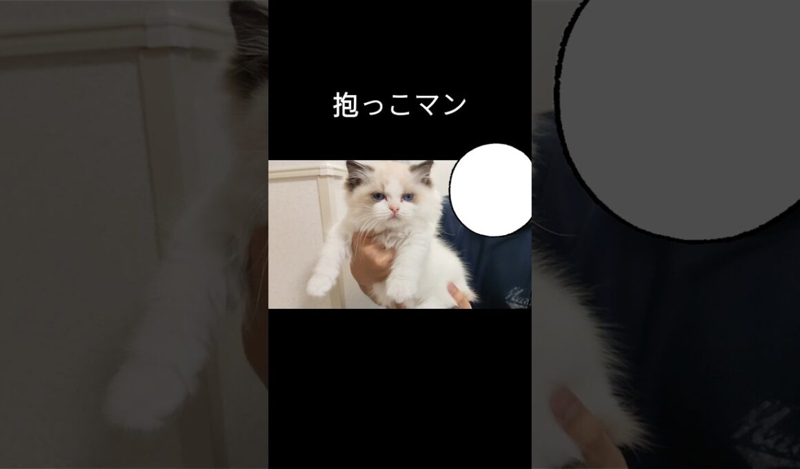 #shorts #ラグドール #子猫 #猫のいる生活 #甘えん坊猫 #ぬいぐるみ猫