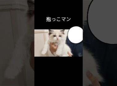 #shorts #ラグドール #子猫 #猫のいる生活 #甘えん坊猫 #ぬいぐるみ猫