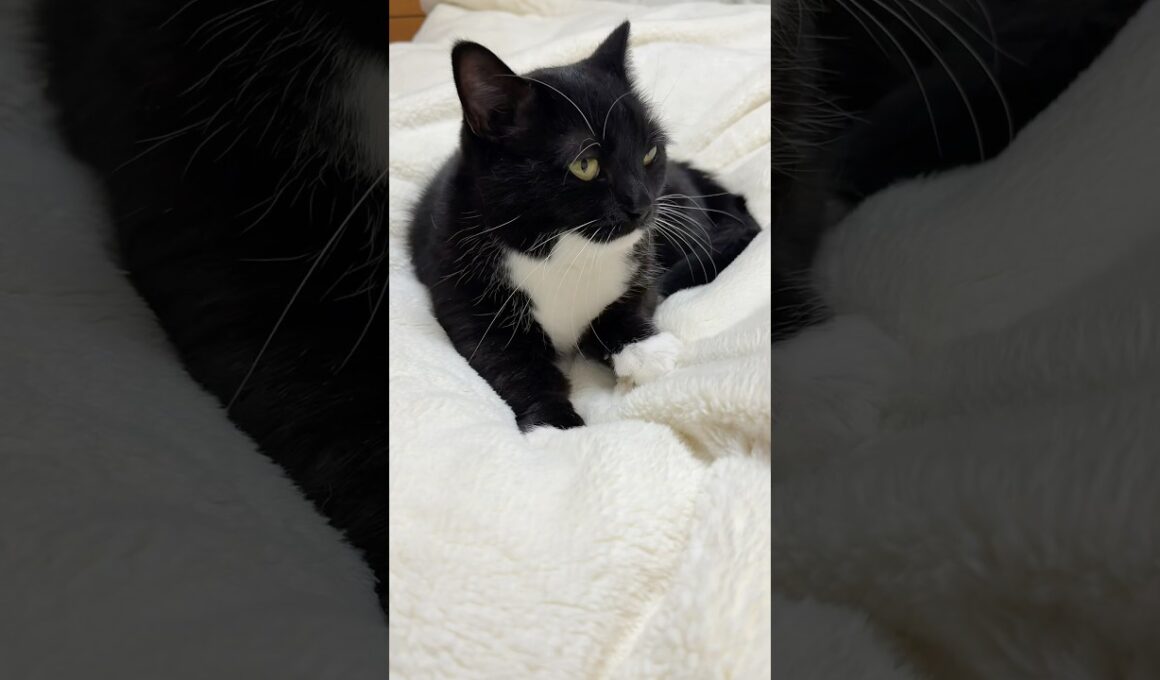 Uni is the greatest pianist!  #catsofyoutube #cutecat #uni