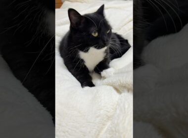 Uni is the greatest pianist!  #catsofyoutube #cutecat #uni