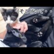 特等席が取られてしまった子猫の行動
