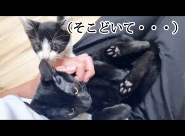 特等席が取られてしまった子猫の行動