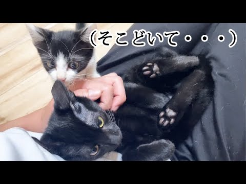 特等席が取られてしまった子猫の行動
