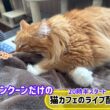 20251124メインクーンだけの【猫カフェのライブ配信】#cat #cooncat #mainecat #もふもふ