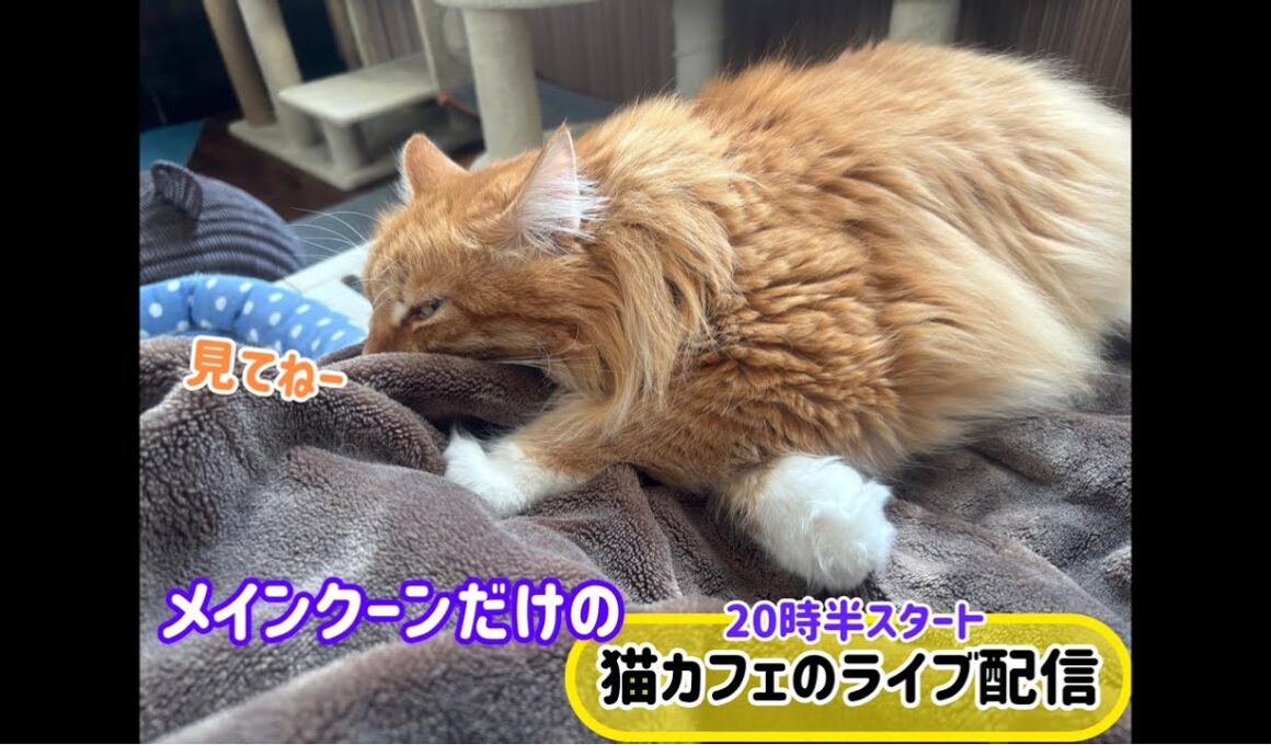 20251124メインクーンだけの【猫カフェのライブ配信】#cat #cooncat #mainecat #もふもふ