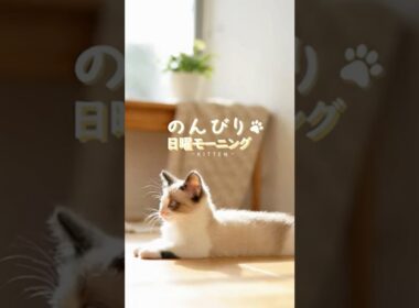 Slow Sunny Morning with Snowshoe Kitten 🌞 | スノーシュー子猫と穏やかな日曜の朝