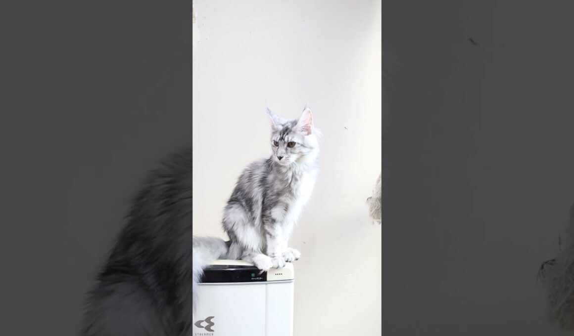 メインクーンシルバーのお転婆娘のぶちゃん