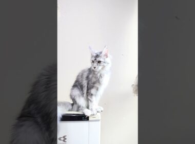 メインクーンシルバーのお転婆娘のぶちゃん