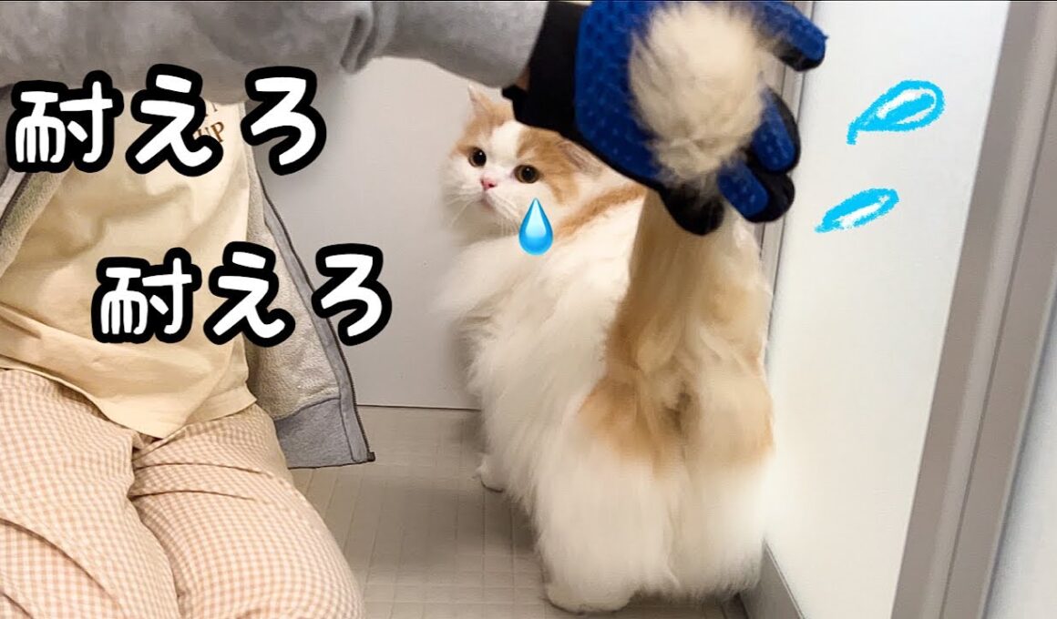 大嫌いなことを頑張って耐える猫がかわいすぎた【もふ毛収穫祭】