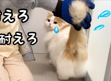 大嫌いなことを頑張って耐える猫がかわいすぎた【もふ毛収穫祭】