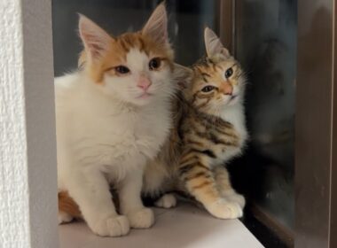 ゴミ屋敷から保護して２日目の子猫と晩酌雑談🍻