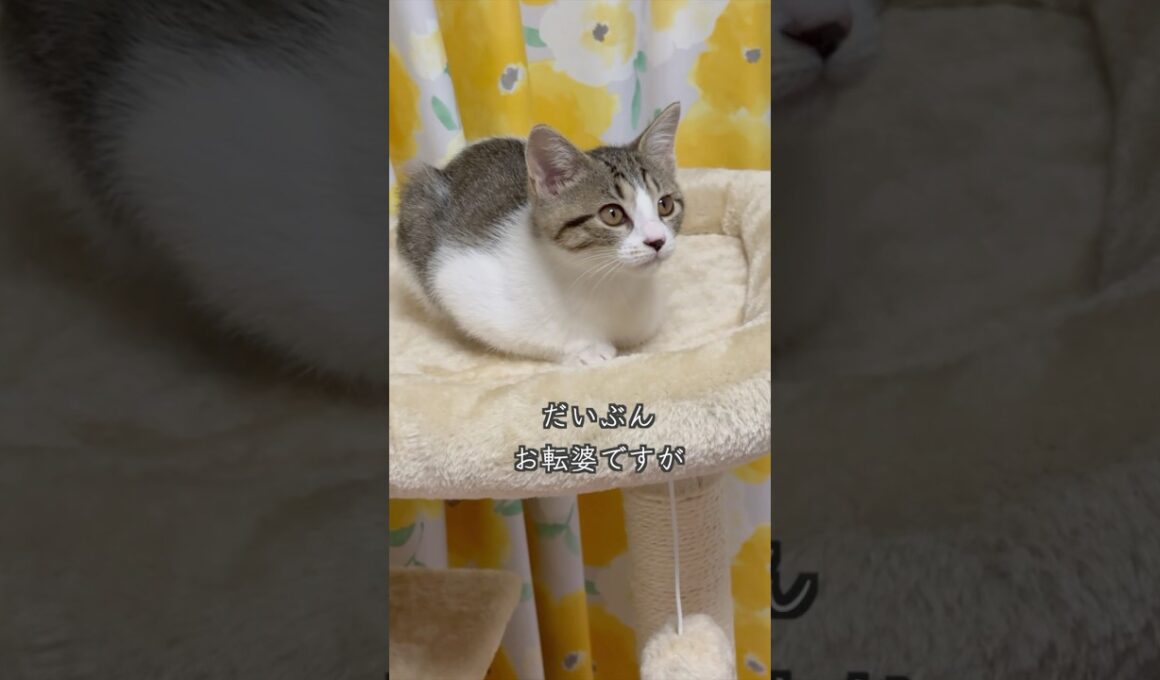 紙袋の中に入って遊ぶ生後3ヶ月の保護子猫   #shorts  #子猫動画 #猫のいる暮らし