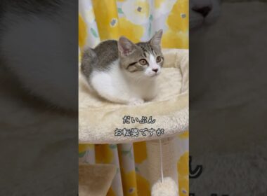 紙袋の中に入って遊ぶ生後3ヶ月の保護子猫   #shorts  #子猫動画 #猫のいる暮らし