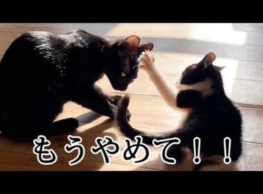しつこい姉猫に激怒する子猫