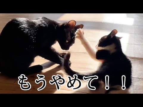 しつこい姉猫に激怒する子猫