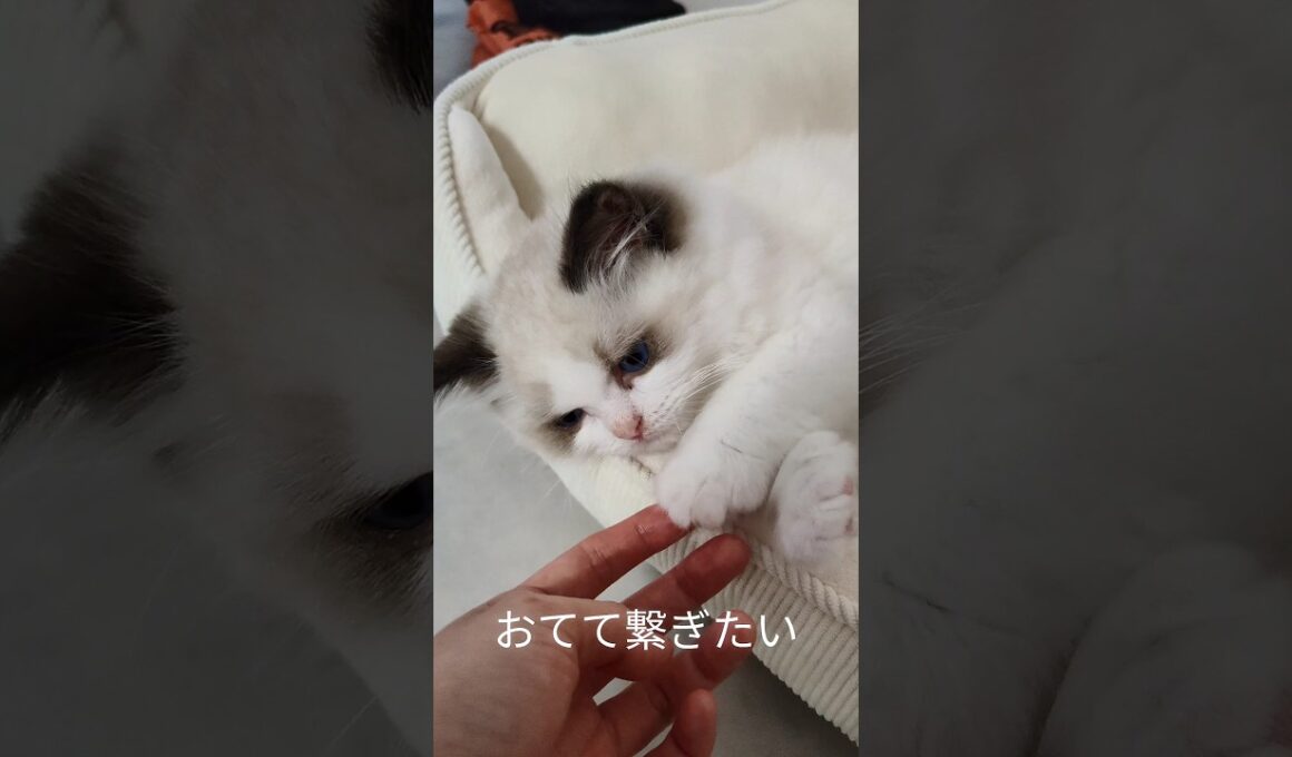 #shorts #ラグドール #子猫 #猫のいる生活 #甘えん坊猫 #ぬいぐるみ猫