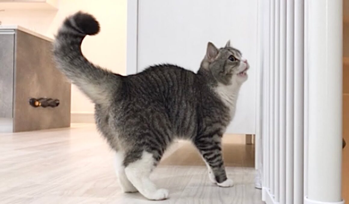 お留守番中の猫に異変があったので急いで家に引き返しました…