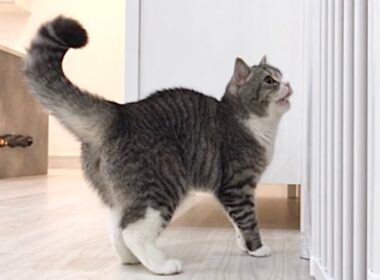 お留守番中の猫に異変があったので急いで家に引き返しました…