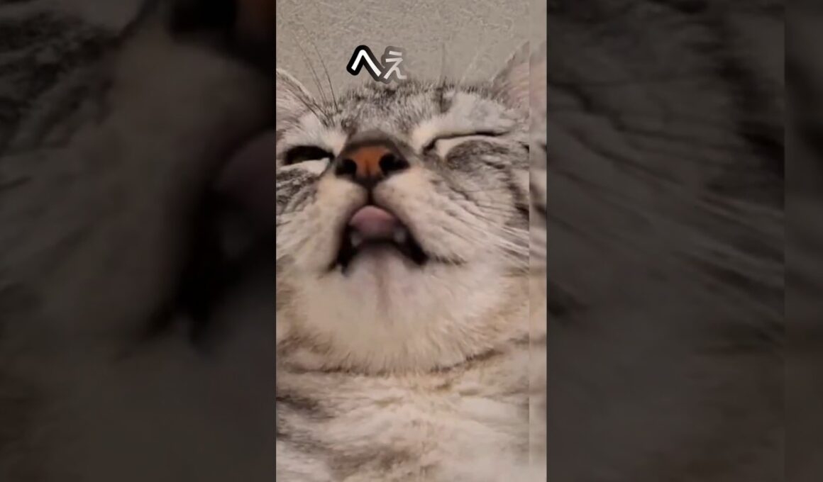 ｢ へぇ～そうなんだ｣#shorts #cat ＃アメショ #アメリカンショートヘアー  #猫 #ねこ #猫のいる暮らし #子ネコ #保護猫