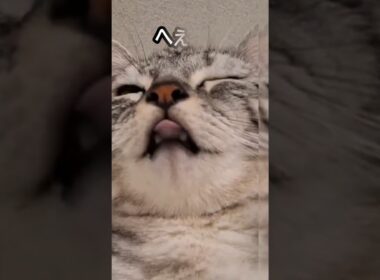 ｢ へぇ～そうなんだ｣#shorts #cat ＃アメショ #アメリカンショートヘアー  #猫 #ねこ #猫のいる暮らし #子ネコ #保護猫