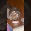 ダー‼️ #ねこ動画 #アメリカンカール #ねこ