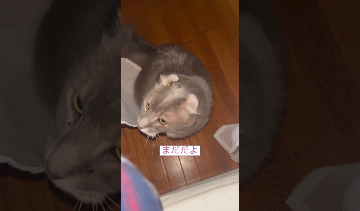 ダー‼️ #ねこ動画 #アメリカンカール #ねこ