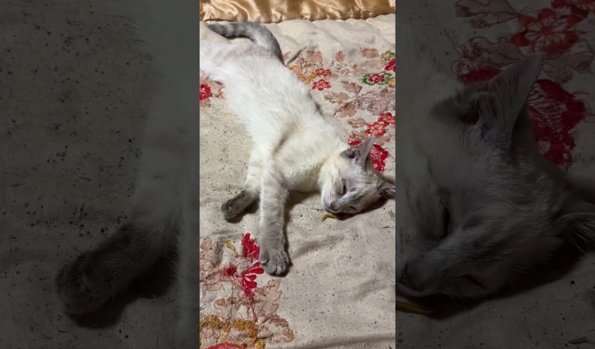 シャムの子ねこパンダ「なんなの、ここのネコたちの寝相の悪さは」とビビる