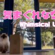 バーマン猫ウリとラフ【気まぐれなウリ】Whimsical Uriel（バーマン猫）Birman/Cat