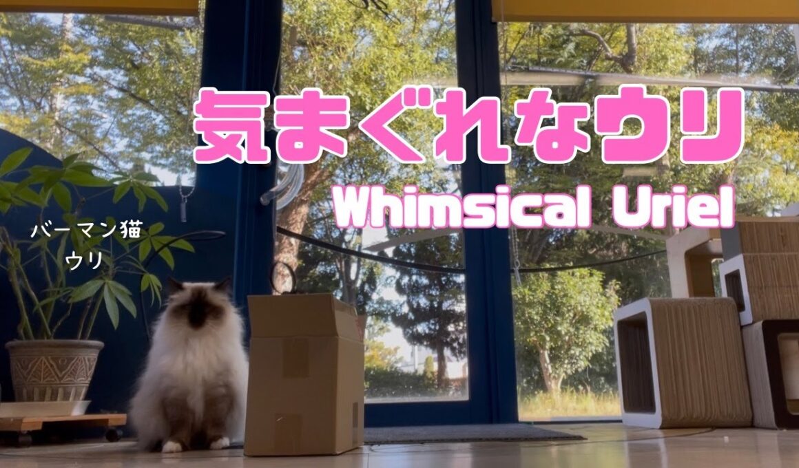 バーマン猫ウリとラフ【気まぐれなウリ】Whimsical Uriel（バーマン猫）Birman/Cat