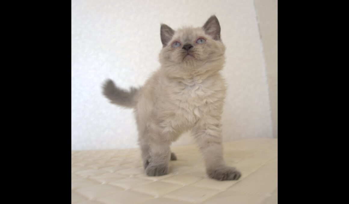 セルカークレックス子猫　Selkirk Rex　2025.９.26産まれ　ブルーポイント　巻き毛　女の子　シーダキャット猫のお店