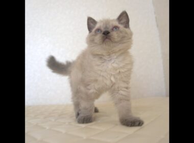 セルカークレックス子猫　Selkirk Rex　2025.９.26産まれ　ブルーポイント　巻き毛　女の子　シーダキャット猫のお店