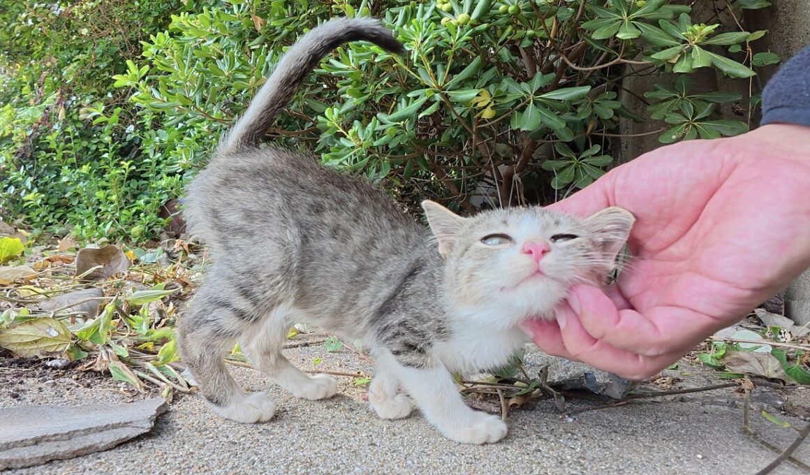 自分の可愛さを分かっているあざとい子猫ちゃん