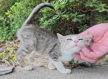 自分の可愛さを分かっているあざとい子猫ちゃん